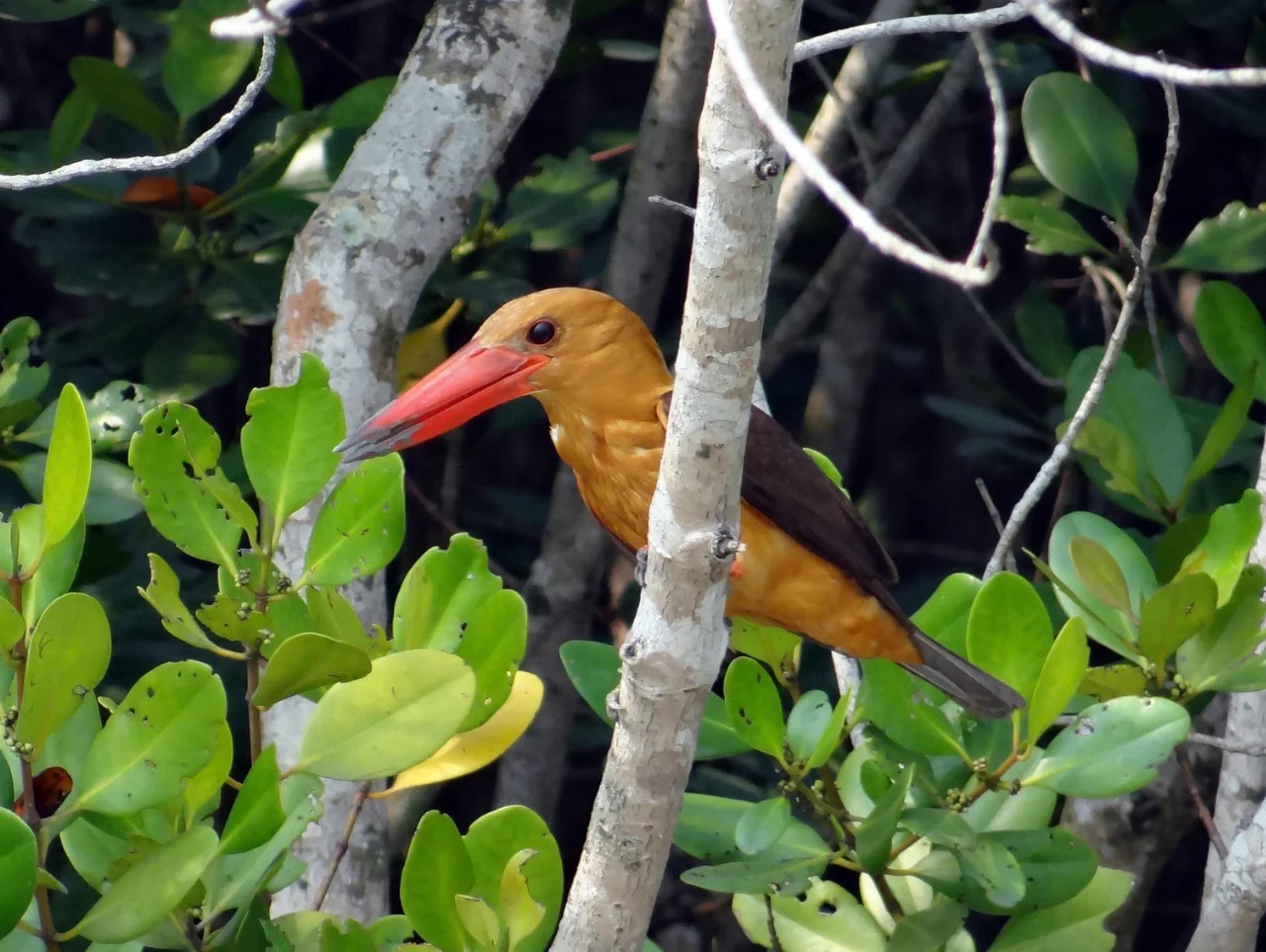 sundarban-bard