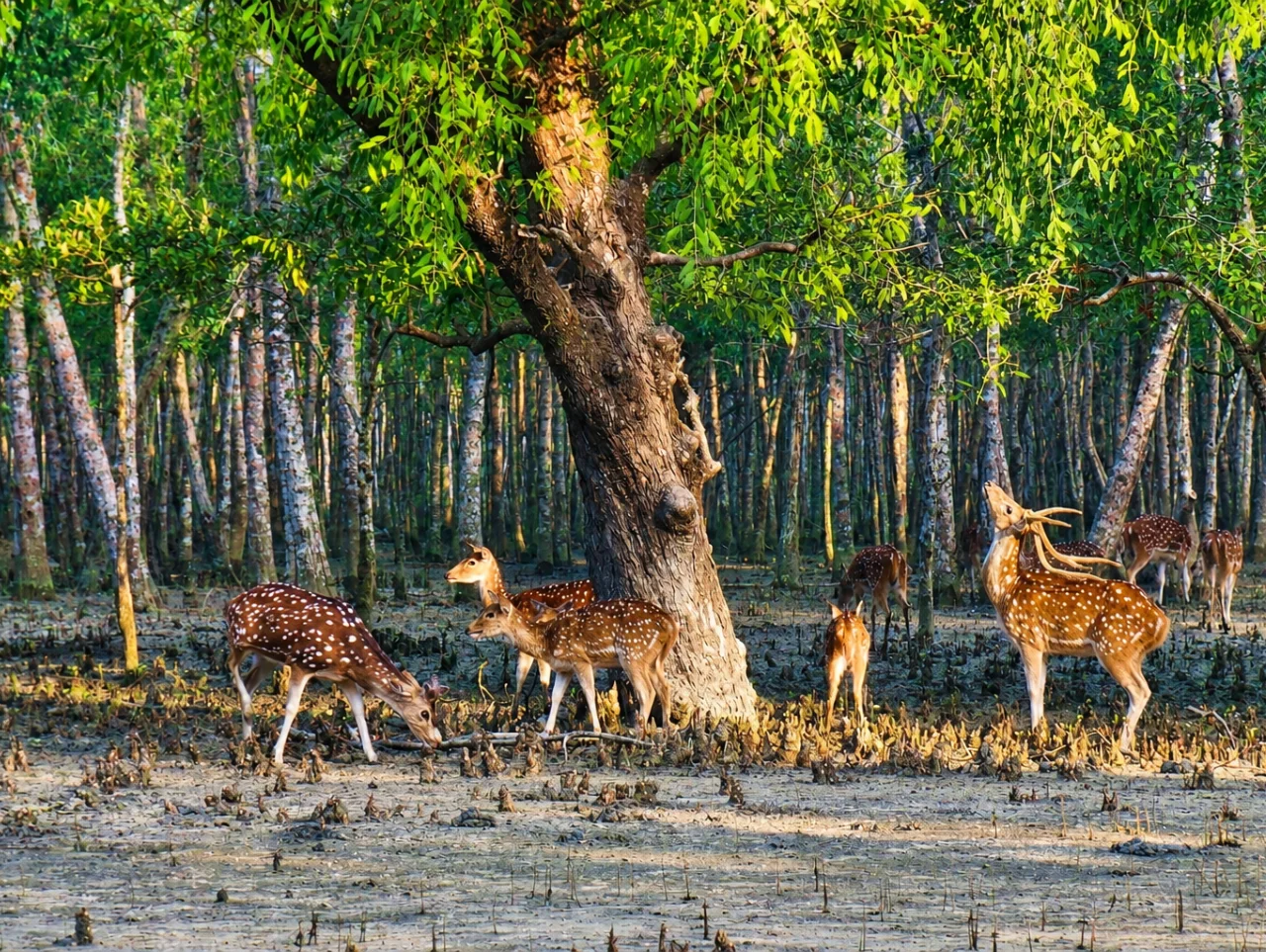 sundarban-deer