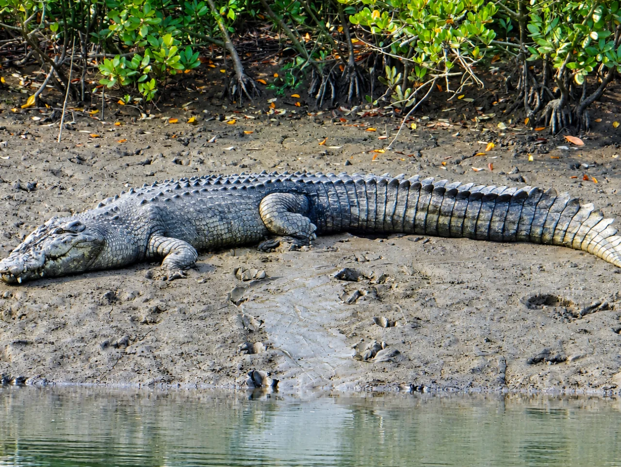 sundarban-jungle